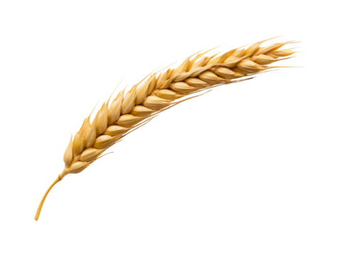 Ear of wheat spikelet isolated on transparent or white background, png