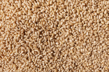 Siberian pine nuts of cedar, macro texture background