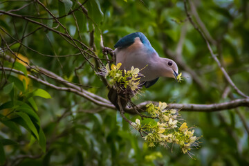 Bird wall paper nature flower