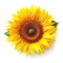 Fototapeta premium sunflower isolated on white