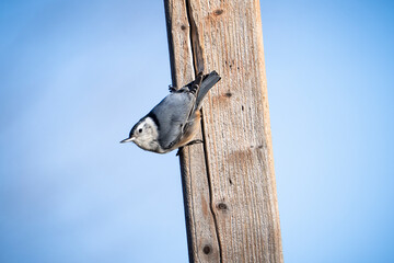 White-breasted Nuthatch perched on a post near a bird feeder.