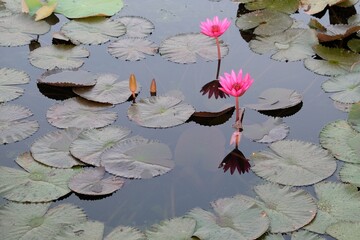 A scattering of pink lotus flowers on a pond surface, amidst other aquatic plants.