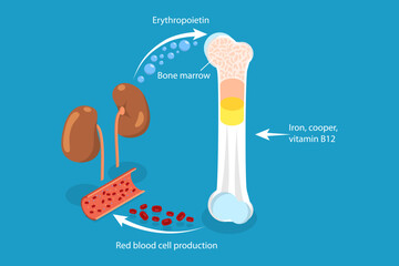 3D Isometric Flat Vector Conceptual Illustration of Erythropoietin, EPO Production From Kidney