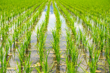 初夏のアオミドロが発生した田んぼ