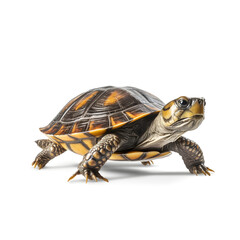 Fototapeta na wymiar turtle isolated,fly,png, on white background, generated ai