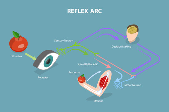 3D Isometric Flat Vector Conceptual Illustration of Reflex ARC, Educational Diagram
