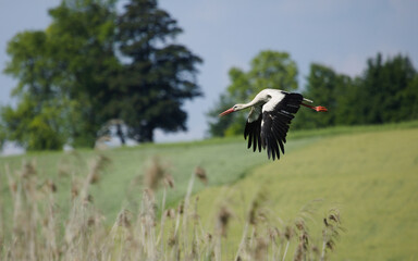 Stork in flight.  White stork on the meadow at spring.(Ciconia ciconia). 