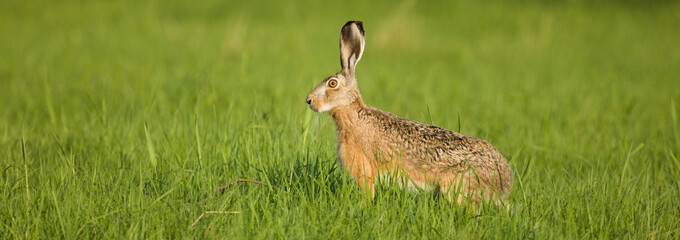 Hare in the spring meadow, Lepus Europaeus, the brown hare in wild habitat between gras and flowers on green background. Brown hare . © Solar 760L