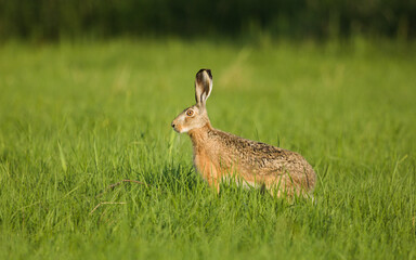 Hare in the spring meadow, Lepus Europaeus, the brown hare in wild habitat between gras and flowers on green background. Brown hare .