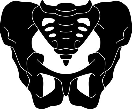 pelvis  icon