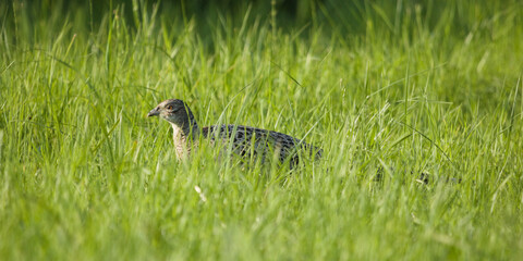 Female pheasant in the meadow. ( Phasianus colchicus ).      
Cute bird in a wild habitat. Pheasant on the meadow with green grass and flowers.