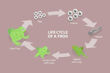 3D Isometric Flat Vector Conceptual Illustration of Life Cycle Of A Frog, Amphibian Reproduction