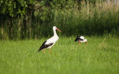 White stork on the meadow at spring. (Ciconia ciconia),  white stork in the meadow with yellow flowers and green grass.