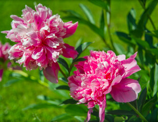 Fototapeta premium beautiful pink peonies