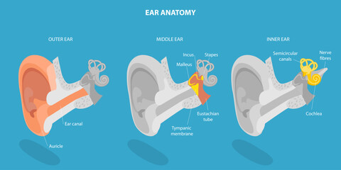 3D Isometric Flat Vector Conceptual Illustration of Human Ear Anatomy, Labeled Medical Scheme