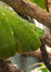 Green python on the tree. Dangerous snake predator. Tropical reptile. Animal in the wild. Closeup photo