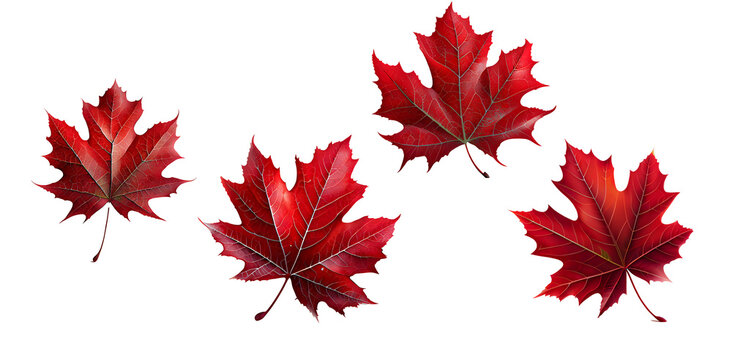 Red sugar maple leaf on transparent background, generative ai 
