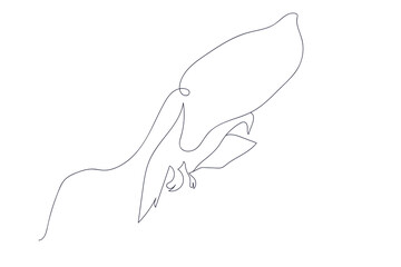 Obraz premium Continuous one line drawing flying pigeon. Black and white vector illustration.