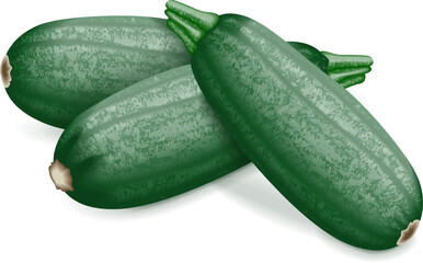 Group of Cousa or Kousa squash or Magda squash. Summer squash. Cucurbita moschata. Fruits and vegetables. Vector illustration isolated on white background.
