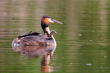 Curious young grebe on dad's back