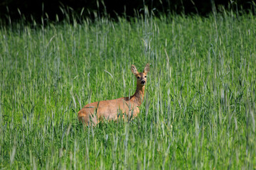 Summer on Kashubia: Roe deer in the tall grass