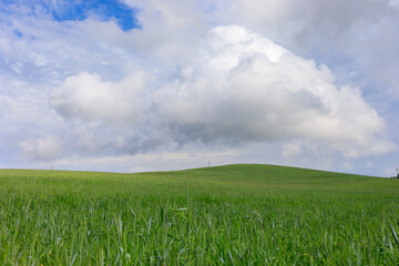 Obraz premium Summer on Kashubia: Pastoral landscape with green wheat field under the sky
