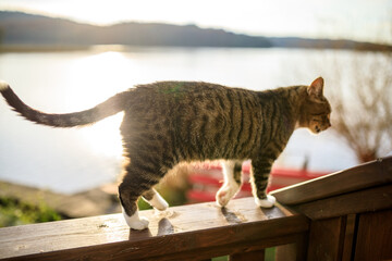 Summer on Kashubia: cat at the fence during the sunset at the lake, Ostrzyce - obrazy, fototapety, plakaty