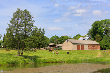 Summer on Kashubia: cows at the local farm near Zawory - obrazy, fototapety, plakaty