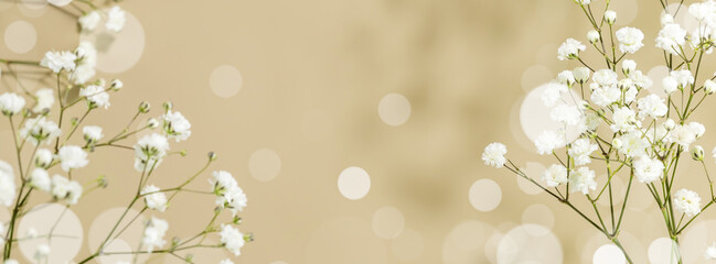 Holiday flower banner with branches of blossoming white gypsophila on beige background with bokeh...