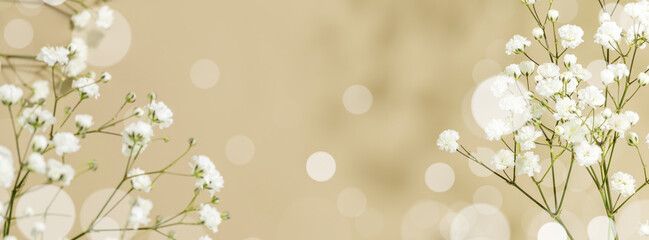 Holiday flower banner with branches of blossoming white gypsophila on beige background with bokeh effect. Spring time. Natural blossoming background. Banner size, copy space, soft focus