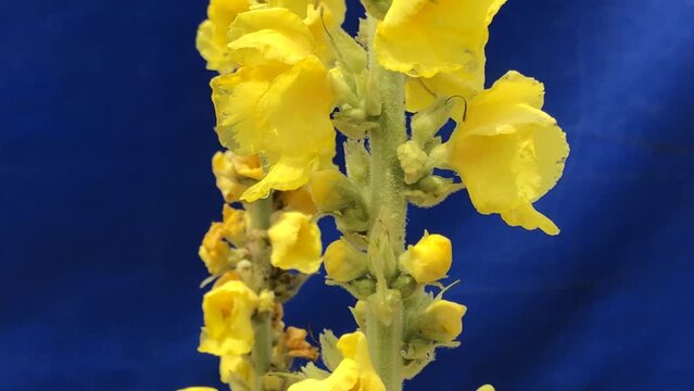 great mullein, medicinal plant with flowers, wildflower in Germany