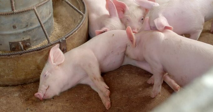 Several piglets were sleeping, and one was disturbing the others with its nose.Pigs Sleep In An Industrial Livestock Farm Pigpen.little cute piglets are sleeping in the barn.