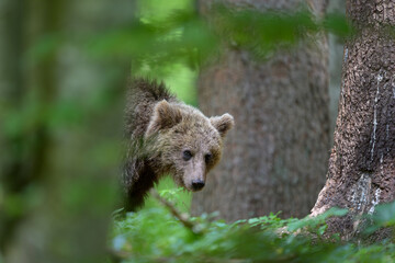 Obraz premium European brown bear (Ursus arctos) in forest