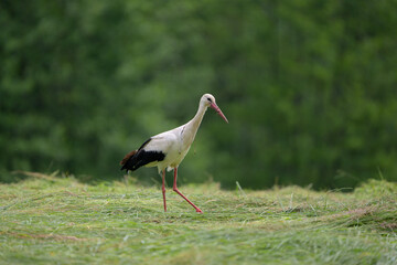 White stork (Ciconia ciconia) in open field