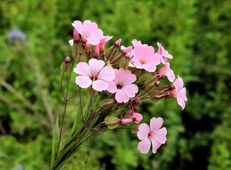 pink flowers of  Gypsophila vaccaria-cowherb-Vaccaria hispanica plant in the garden 