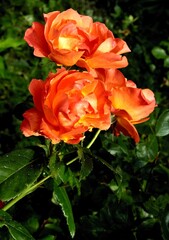 pretty multicolor red,yellow ,pink roses in the garden close up