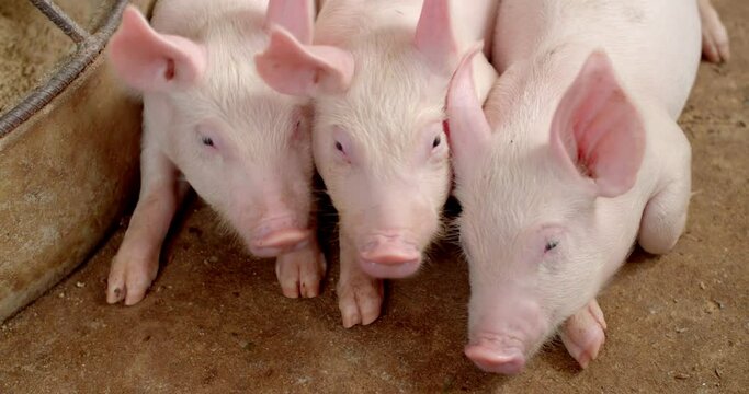Three baby pigs are sleeping and startled by something so they wake up.Pigs Sleep In An Industrial Livestock Farm Pigpen.Three little cute piglets are sleeping in the barn.