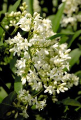 white fragrant flowers of privet bush at spring close up