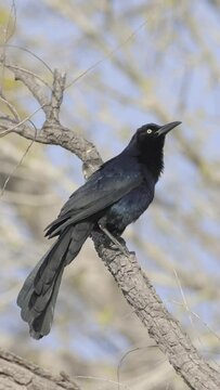 Great Tailed Grackle Perched on Branch Vertical Background