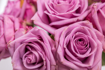 pink roses close up