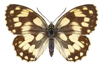 Papillon Demi-deuil © hcast