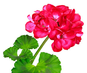 Fleur de Géranium zonal rouge	