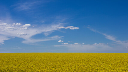 agriculture field with canola blooming field at sunny day. Rural Landscape in shining sunlight....