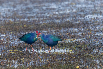 A pair of purple Swamphen