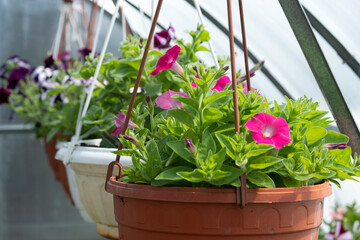 Small garden flowers blooming in a potted greenhouse.