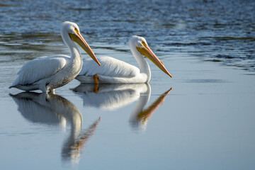 White Pelicans