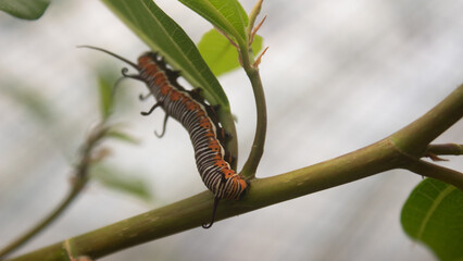monarch butterfly caterpillar on a green leaf with a partially eaten leaf