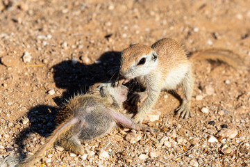 Obraz premium Juvenile round-tailed ground squirrels, Xerospermophilus tereticaudus, playing, fighting and roughhousing in the Sonoran Desert. Pima County, Tucson, Arizona, USA.