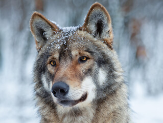 portrait of a gray wolf on a blurred background