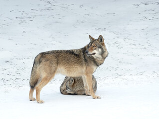 gray wolves on a snowy field